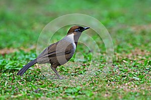 White-necked Laughingthrush