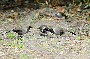 White-necked laughingthrush