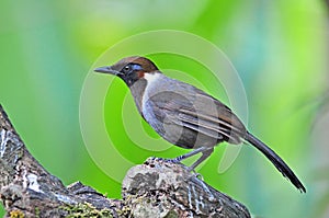 White-necked laughingthrush bird