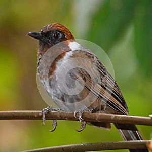 White-necked laughingthrush