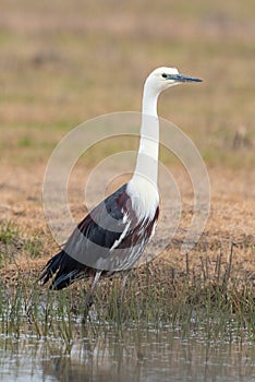 White-necked or Pacific Heron in Australia