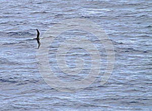 White-necked Petrel, Pterodroma cervicalis