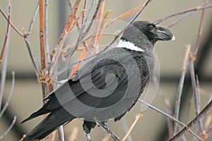 White-necked raven