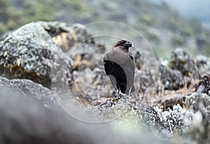 White-necked raven or Corvus albicollis - large bird on the volcanic cliffs ground on the Kilimanjaro cca 3900m altitude slopes.