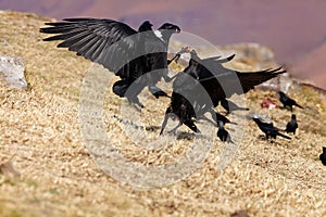 The white-necked raven Corvus albicollis, two of the birds on the rock fighting for food.A pair of large black birds on a purple