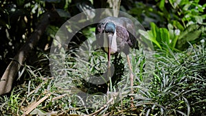 White-necked stork or Ciconia episcopus in the usual habitat in a forest