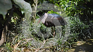 White-necked stork or Ciconia episcopus in the usual habitat in a forest