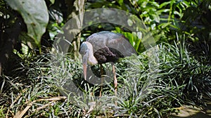 White-necked stork or Ciconia episcopus in the usual habitat in a forest