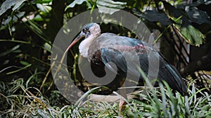White-necked stork or Ciconia episcopus in the usual habitat in a forest