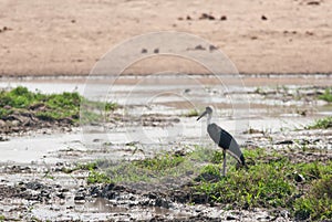 White-necked Stork