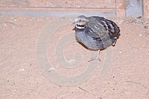 White-necklaced partridge