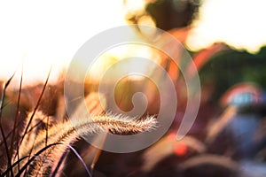 White needle grass flowers field, blooming with reflection light from sunset in the evening nature background