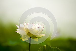 White nelumbo nucifera gaertn blossom lotus