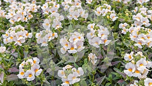 White Nemesia, a genus of annuals, perennials, and sub-shrubs. Popular cultivated ornamental plant