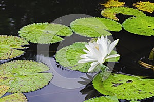 White nenufar in a pond surrounded by floating green leaves photo
