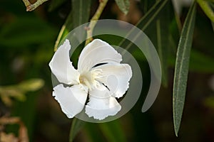White Nerium Oleander Flower in Green Leaves