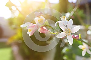 White Neroli flowers on the tree in the garden