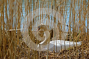 White nesting swan breeding eggs on a nest between the reeds near the water close profile vieuw