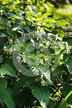 White nettle has astringent, antioxidant, tonic, expectorant and hemostatic properties, Lamium album