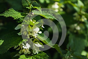 White nettle has astringent, antioxidant, tonic, expectorant and hemostatic properties, Lamium album photo