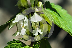 White nettle has astringent, antioxidant, tonic, expectorant and hemostatic properties, Lamium album photo