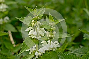 White nettle leafs and flowers, close-up