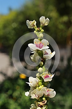 `White Nettle-leaved Mullein` flowers  - Verbascum Chaixii `Album`