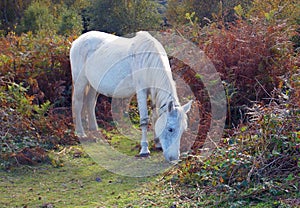 A White New Forest Pony grazing on moorland in autumn sunlight