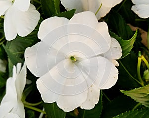 White New Guinea Impatien flower at full bloom