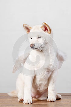 white new year christmas shiba inu shikoku hokkaido dog