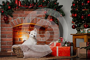 white new year christmas shiba inu shikoku hokkaido dog