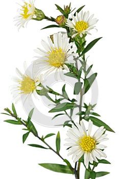 White New York Aster Flowers on White Background