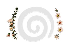 White New Zealand manuka tree flowers frame