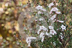 White New Zealand tea tree flowers in bloom with blurred background and copy space