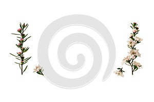 White New Zealand teatree flowers in bloom with copy space in middle