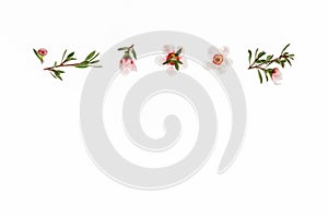 white New Zealand teatree flowers and buds isolated on white background with copy space below