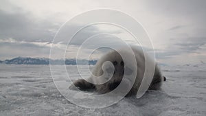 White newborn seal on ice of Lake Baikal in Russia.