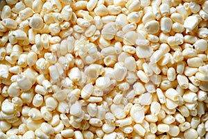 White niblets background / white corn grains background