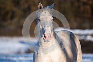 White nice horse in winter.