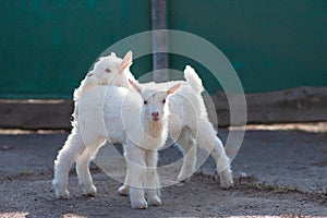 White nice little goatlings exploring the world