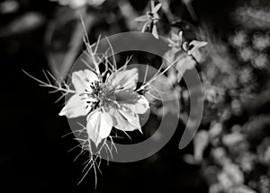 White Nigella damascena flower, known also as `love-in-a-mist`, in black and white
