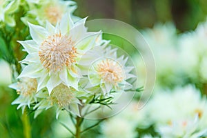 White Nigella Damascena or Love-In-The-Mist flowers sometime call ragged lady, devil in the bush garden