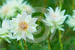 White Nigella Damascena or Love-In-The-Mist flowers sometime call ragged lady, devil in the bush garden