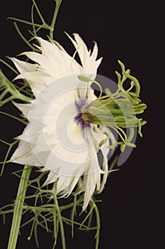 White Nigella flower