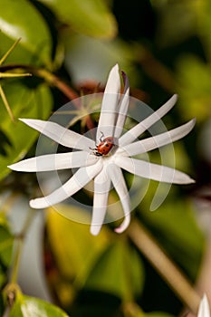 White night jasmine flower with a Convergent lady beetle