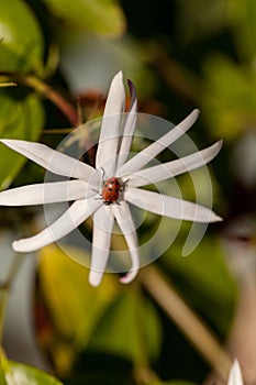 White night jasmine flower with a Convergent lady beetle