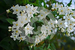 White nightshade flowers False jasmine Solanum laxum, Solanum jasminoides