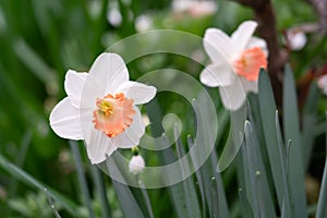 White Nihon suisen (Japan daffodil) flower with soft focus background photo