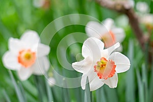 White Nihon suisen (Japan daffodil) flower with soft focus background photo