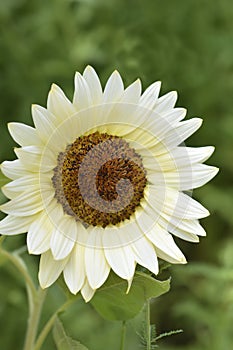 White Nite Sunflower photo